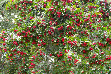 Plenty of red elderberry fruits on tree branches with green leaves at the end of summer.