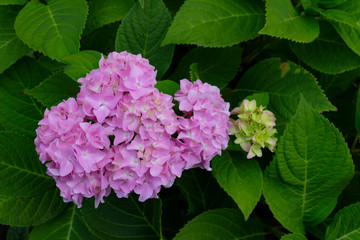 Light pink large beautiful hydrangea flowers on a background of green leaves in the garden on a summer day. Pink, white hydrangea close-up.