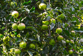 Green apples on a tree in the garden. Autumn harvest, gardening, healthy food,vegetarian or dieting concept.