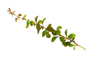 Twig with green and orange leaves