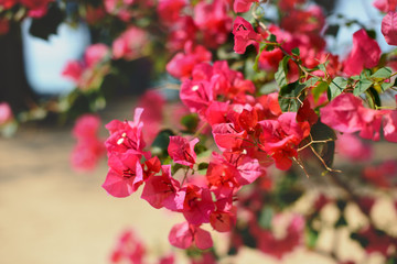 Branch of beautiful pink bougainvillea flowers, blurred background.