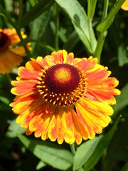 夏のオレンジの花