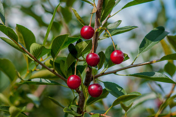 Obraz premium Branch of felt cherry with ripe berries in sunny weather. Close-up on a background of blue sky