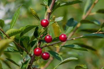 A branch of felt cherry with ripe berries. Close-up on a green background in sunny weather.