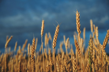 Fototapeta premium Golden, ripe wheat against blue sky background.