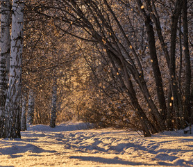 Trees and snowfall in the park in winter in the sunset light              