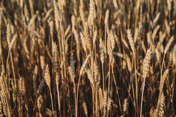 Fototapeta premium golden field of wheat, ears of rye