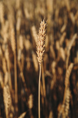 golden field of wheat, ears of rye