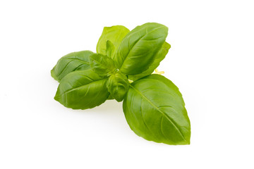 Fresh basil on white background