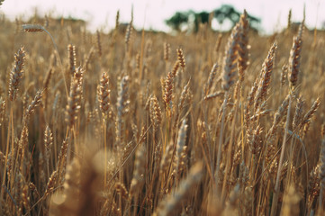 Fototapeta premium Golden wheat field of wheat ears. summer