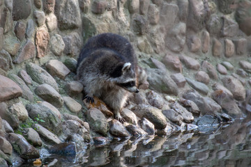 Waschbär am Wasser 