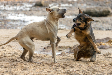 Wild dogs playing and fighting