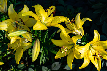Obraz premium yellow lilies in drops of rain and sun