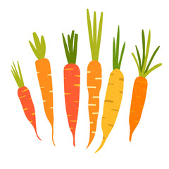 Carrot in flat style and isolated on white background.