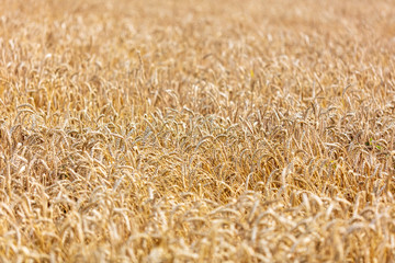 Ripe ears of wheat grow on the nature
