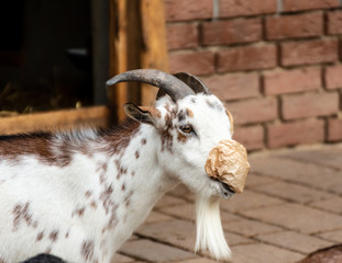 Ziege frisst Papiertüte