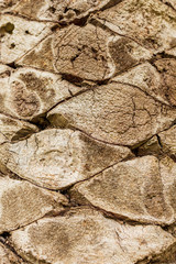 Bark on a palm tree as an abstract background