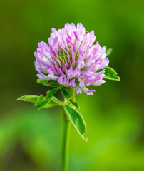 Pink flower on clover on the nature