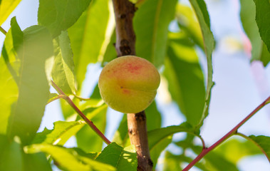 Ripe peach fruit on tree branches