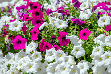 Fototapeta premium White petunias grow on flower beds in the city
