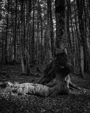 In the deep forest. Rays of light from a rare opening above shed light on the intricate roots of the Beech tree. The tree becomes a moving dancer on a theatrical stage. A rare moment in the forest.