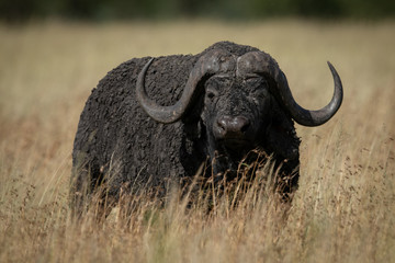 Cape buffalo stands in grass eyeing camera