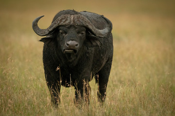 Cape buffalo stands facing camera while chewing