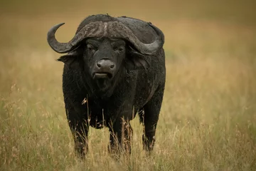 Foto op Canvas Kaapse buffel staat tegenover de camera tijdens het kauwen © Nick Dale