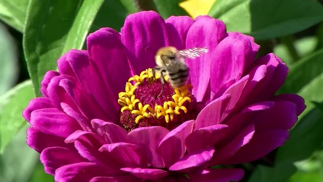Kurzbesuch einer rotpelzigen Sandbiene auf den gelben Bl&uuml;tenf&auml;den einer pinken Zinnie