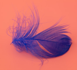 Blue feather on a pink background
