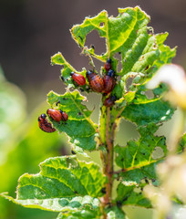 Red Colorado beetles eat potato leaves in the garden