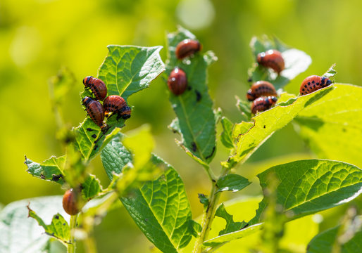 Red Colorado beetles eat potato leaves in the garden