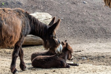 Eselsmama kümmert sich um ihre Fohlen