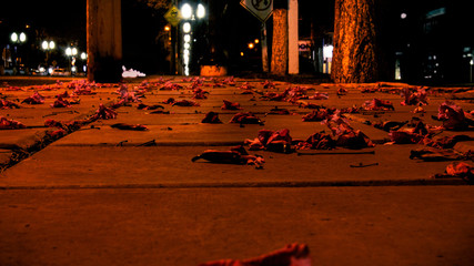 flores no ch&atilde;o