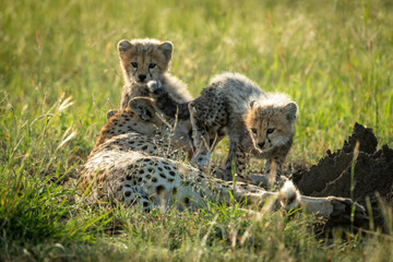 Cheetah cub climbs over mother by sibling