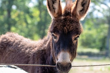 Portrait eines Eselfohlen