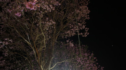 pink flowers on black background