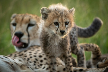 Fototapeta na wymiar Cheetah cub climbs over mother in grass