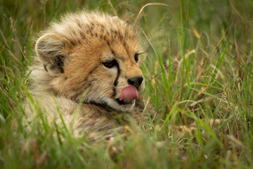 Obraz na płótnie Canvas Cheetah cub lies in grass licking lips