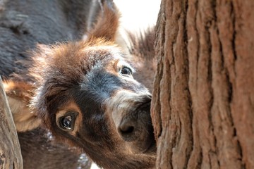 Eselfohlen schaut frech um die Ecke