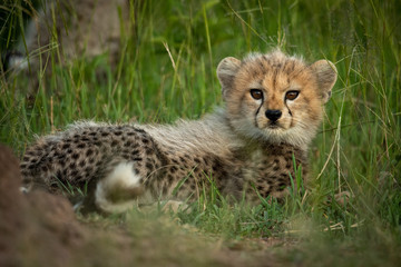 Naklejka na ściany i meble Cheetah cub lies in grass watching camera