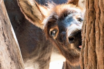 Eselfohlen schaut frech um die Ecke