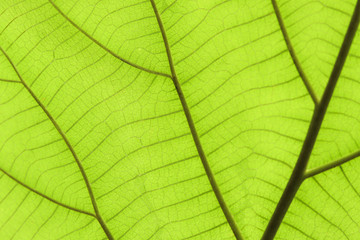 texture of a green leaves.