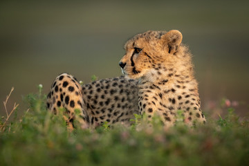 Cheetah cub lies looking left in bushes
