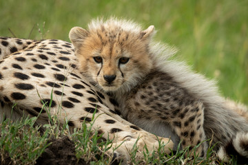 Cheetah cub lies with mother in grass