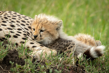 Fototapeta na wymiar Cheetah cub lies snuggling up to mother