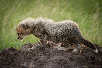 Cheetah cub on termite mound in grass
