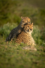 Cheetah cub resting on back of mother