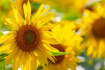Sunflowers grow in the field