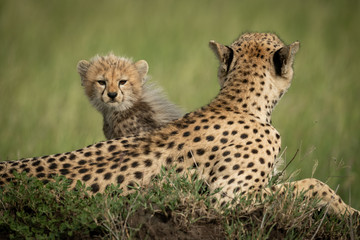 Cheetah cub sits behind mother on mound